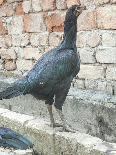 2 female