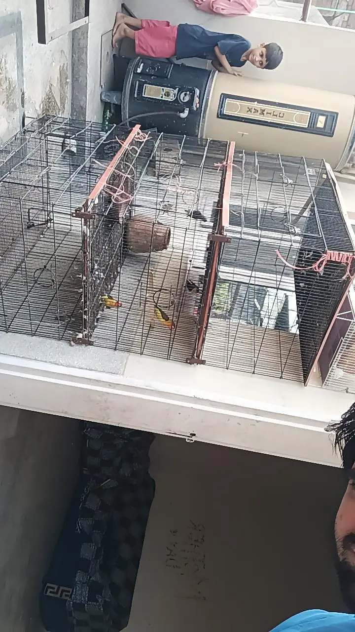 argent sale krna hy folding cage hy 0324/98/80/541 — photo 3