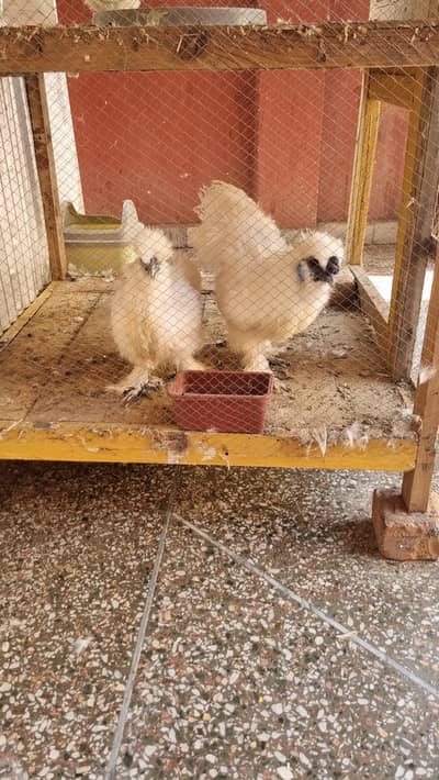 white silkie pairs