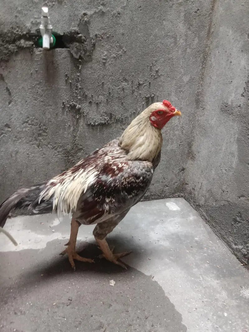 aseel murgha — photo 3