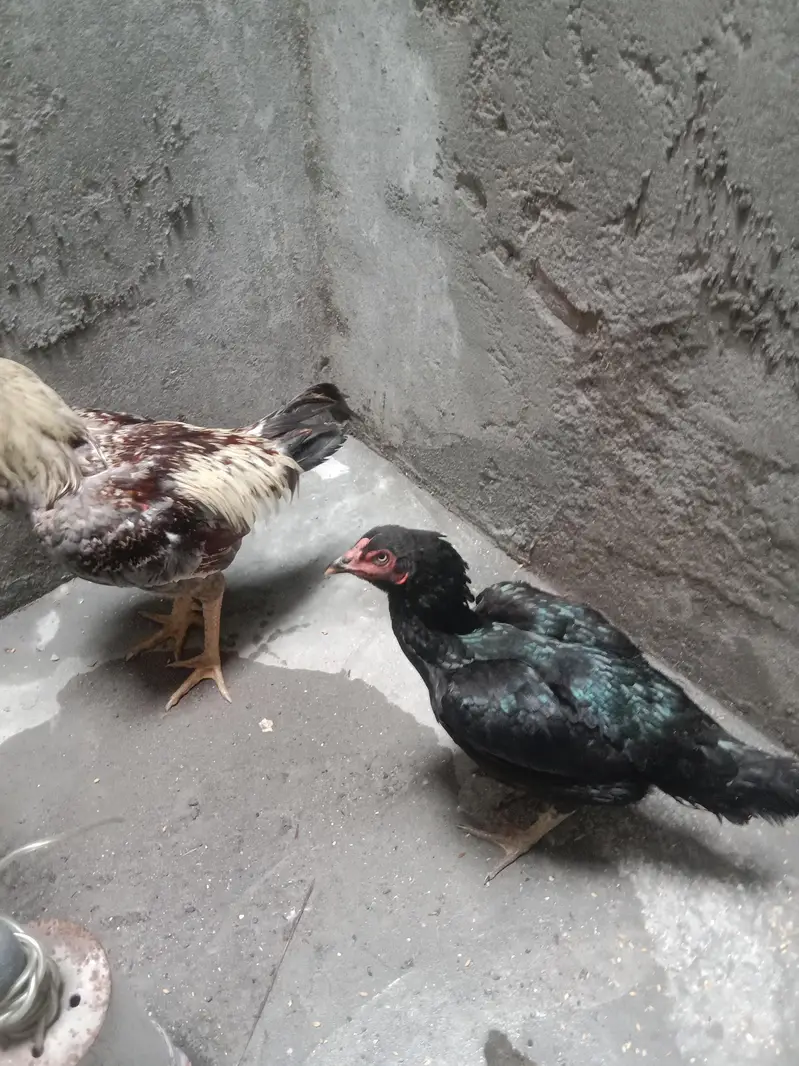 aseel murgha — photo 7