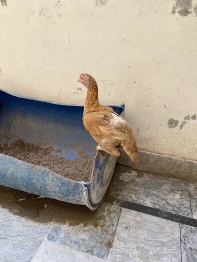 Hen for Sale