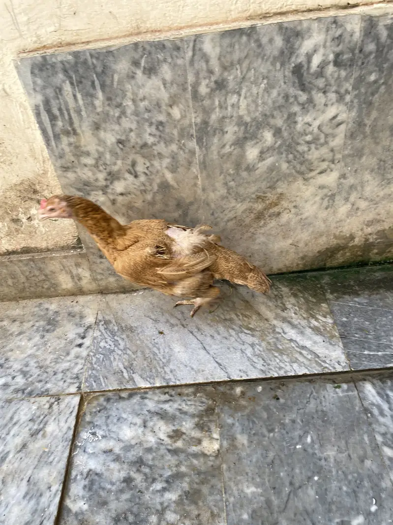 Hen for Sale — photo 2