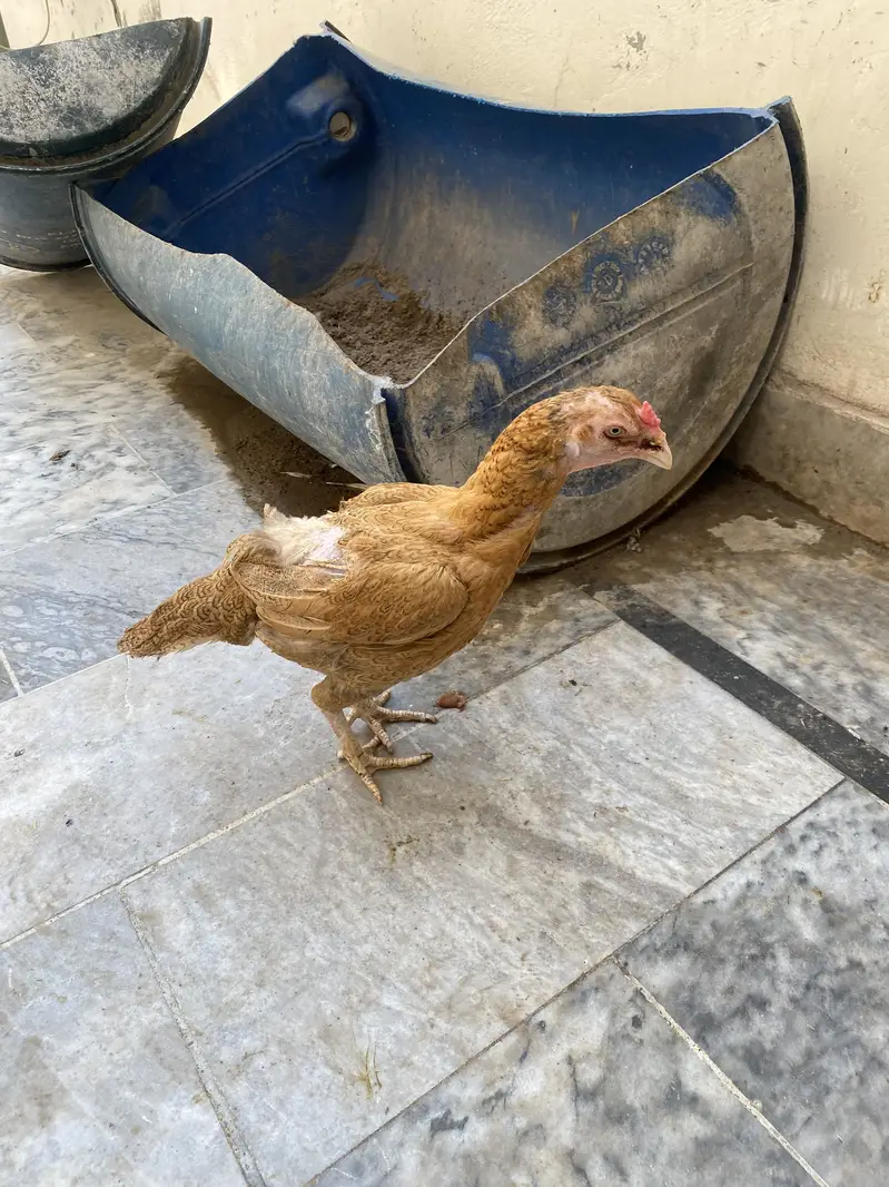 Hen for Sale — photo 3