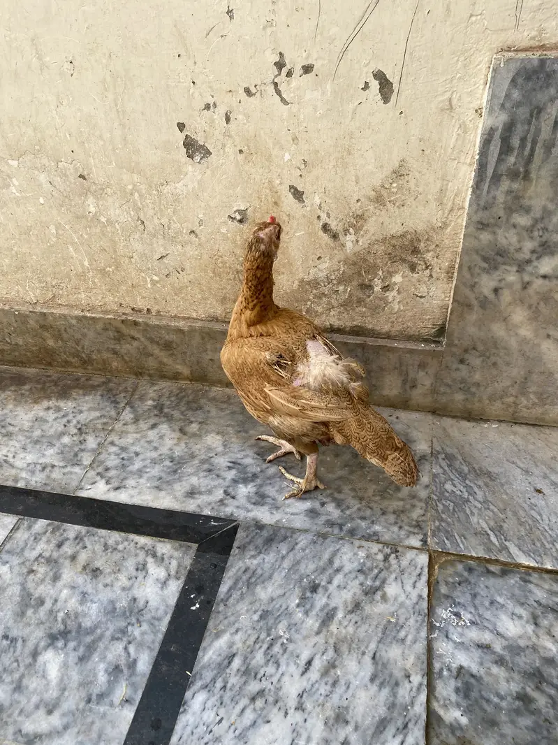 Hen for Sale — photo 4