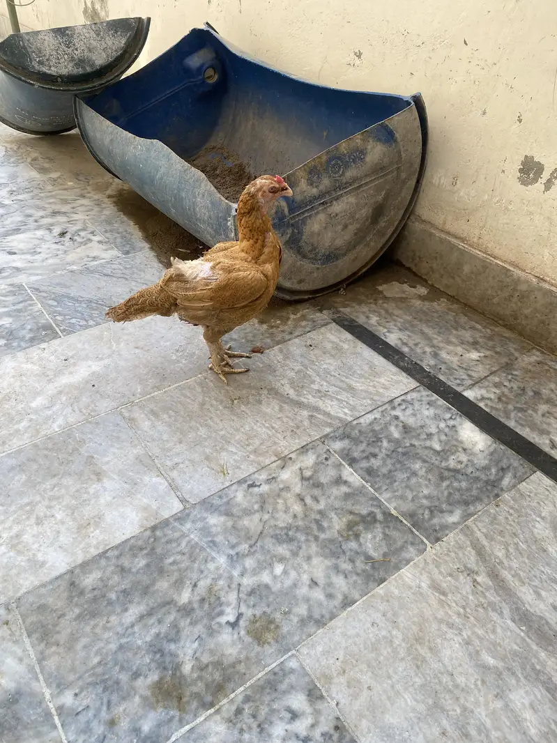 Hen for Sale — photo 5
