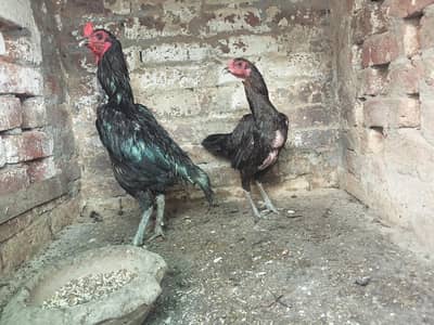 Thai breeder pair