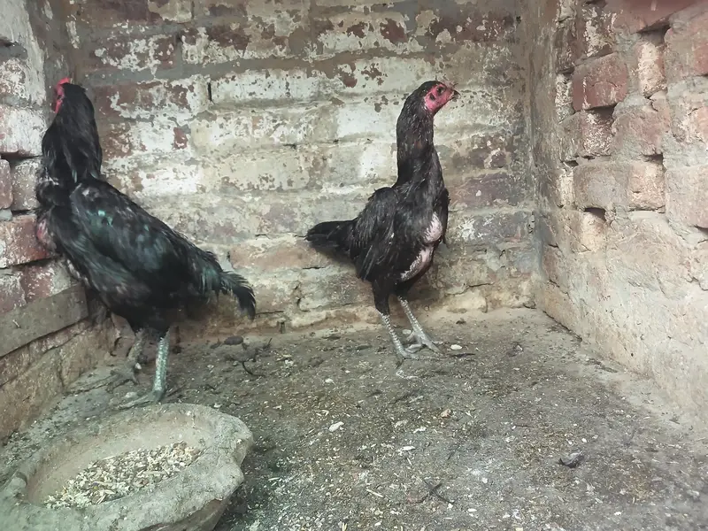 Thai breeder pair — photo 2