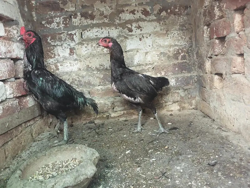Thai breeder pair — photo 3