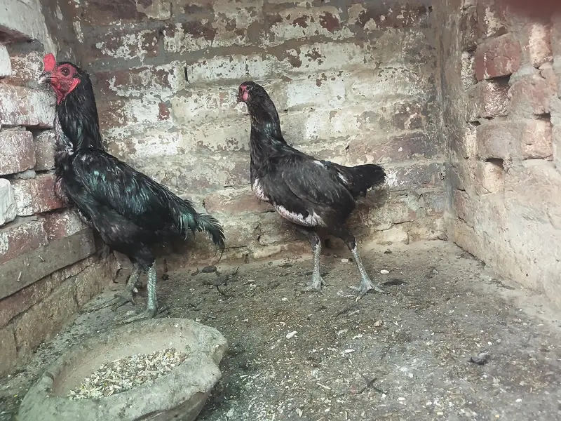 Thai breeder pair — photo 4