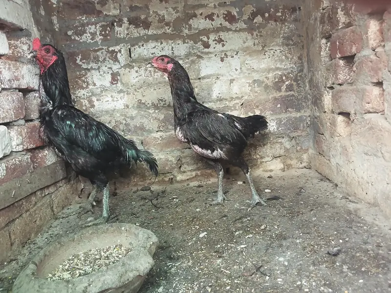 Thai breeder pair — photo 5