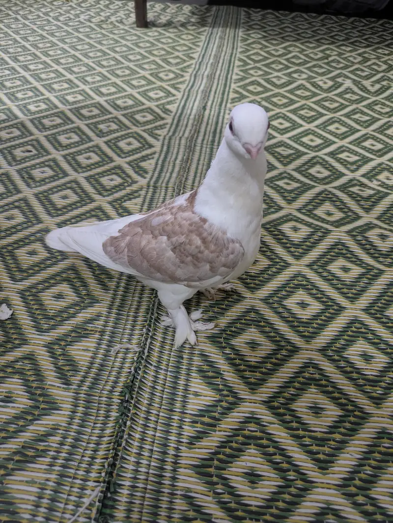 Sentient cherry flower 1 breeder pair and 1 baby or gubara bi ha — photo 2