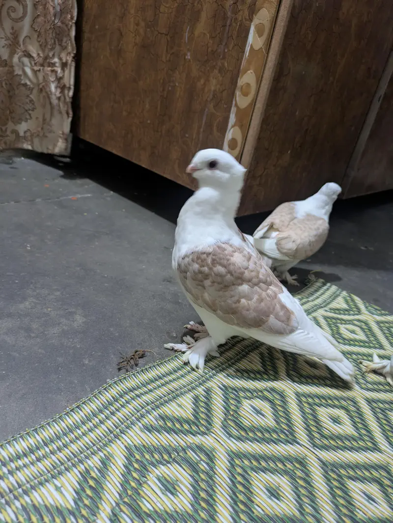 Sentient cherry flower 1 breeder pair and 1 baby or gubara bi ha — photo 3