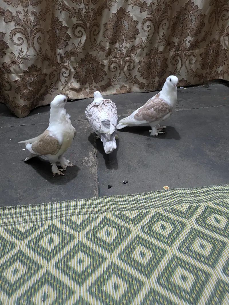 Sentient cherry flower 1 breeder pair and 1 baby or gubara bi ha — photo 5
