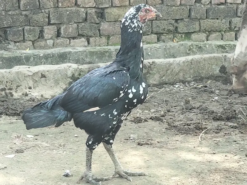 2 female — photo 2
