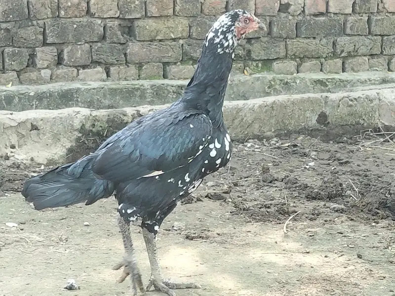 2 female — photo 3