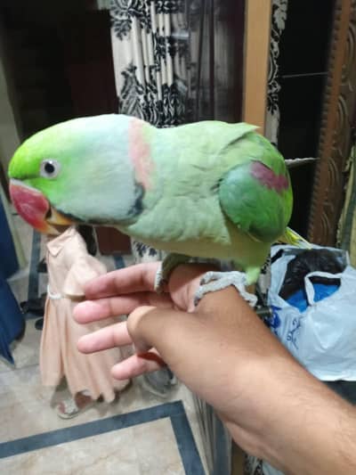mian Mithu