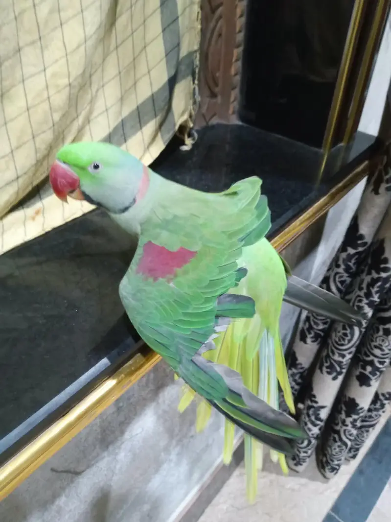 mian Mithu — photo 3