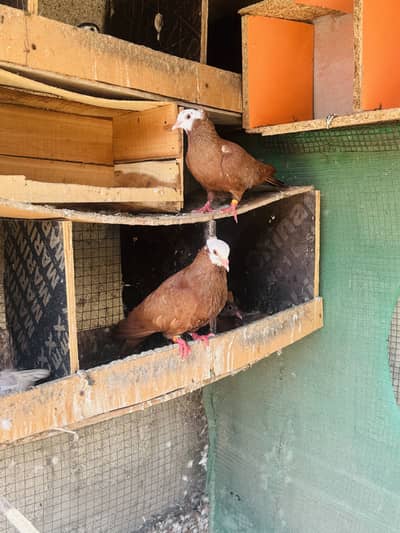 Red jogi and kabli