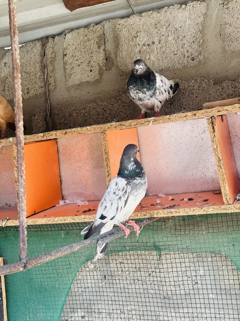 Red jogi and kabli — photo 2