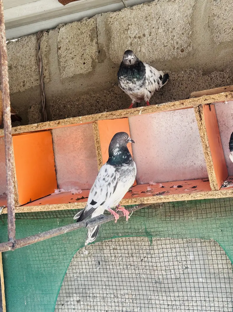 Red jogi and kabli — photo 3