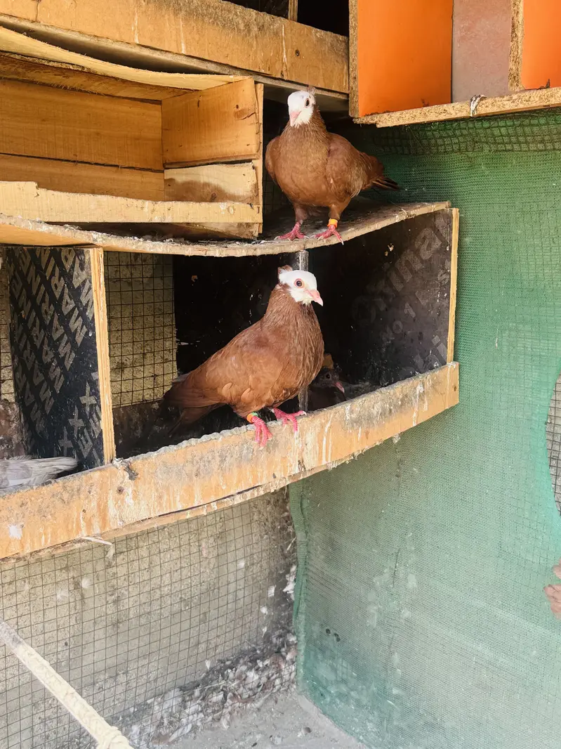 Red jogi and kabli — photo 4