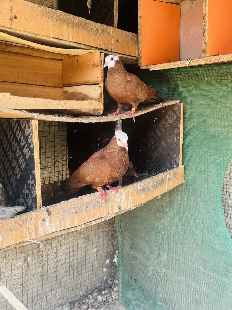 Red jogi and kabli — photo 5