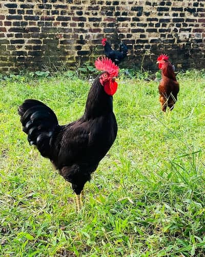 Australop male breeder pure F1
