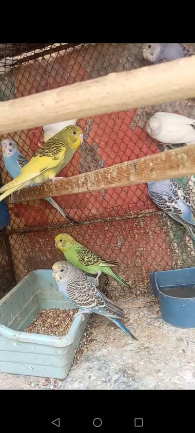 Australian parrot for sale 2 red eyes 6 multi color parrot