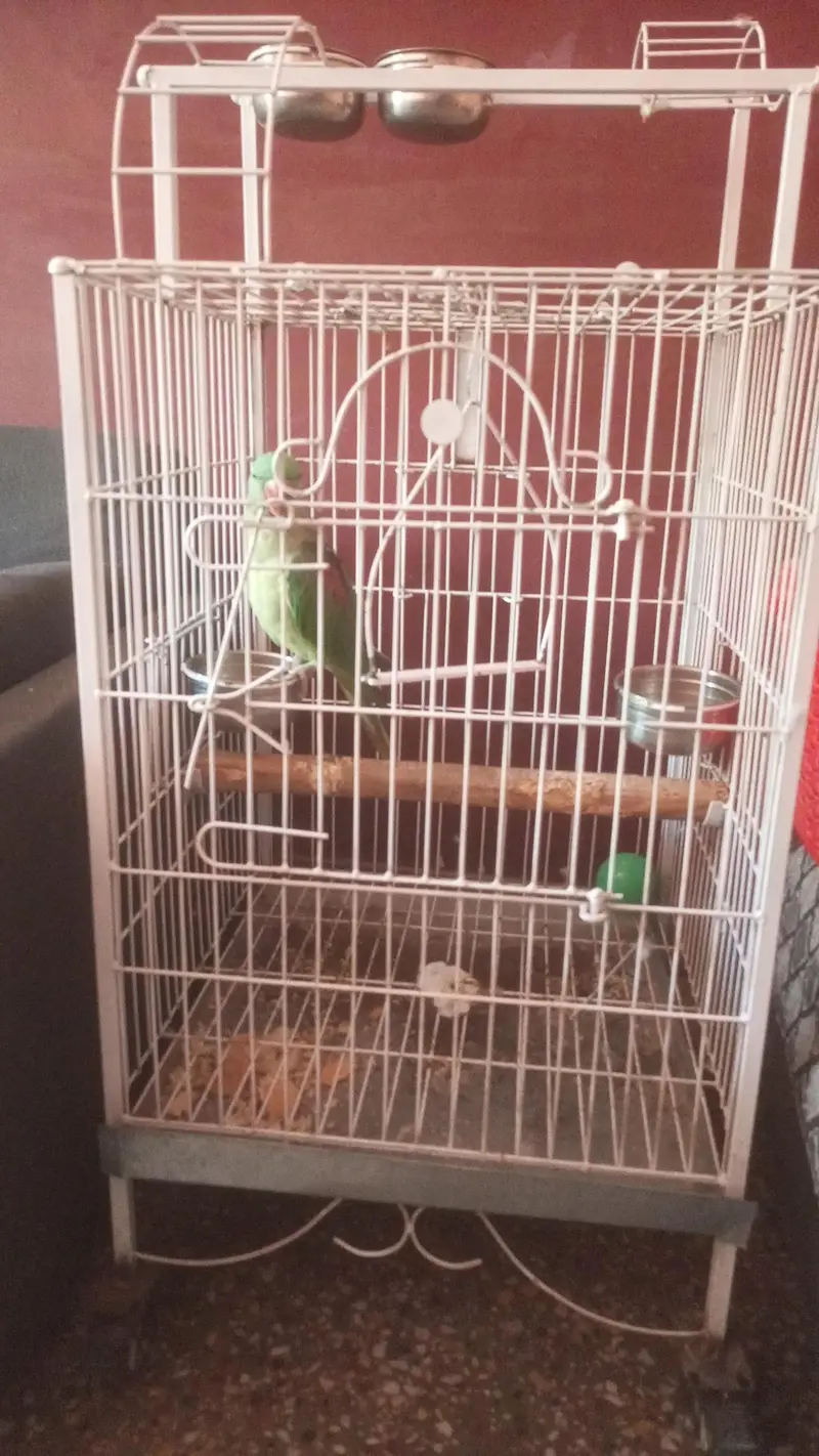 Alexandrine Parrot — photo 2