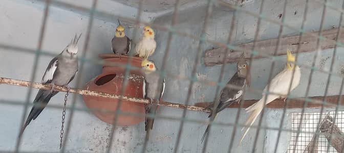 Cockatiel 6 pieces