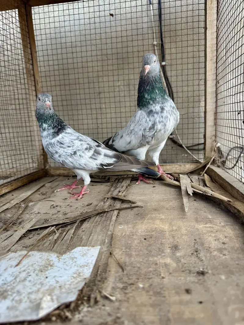 Original imam din piegon