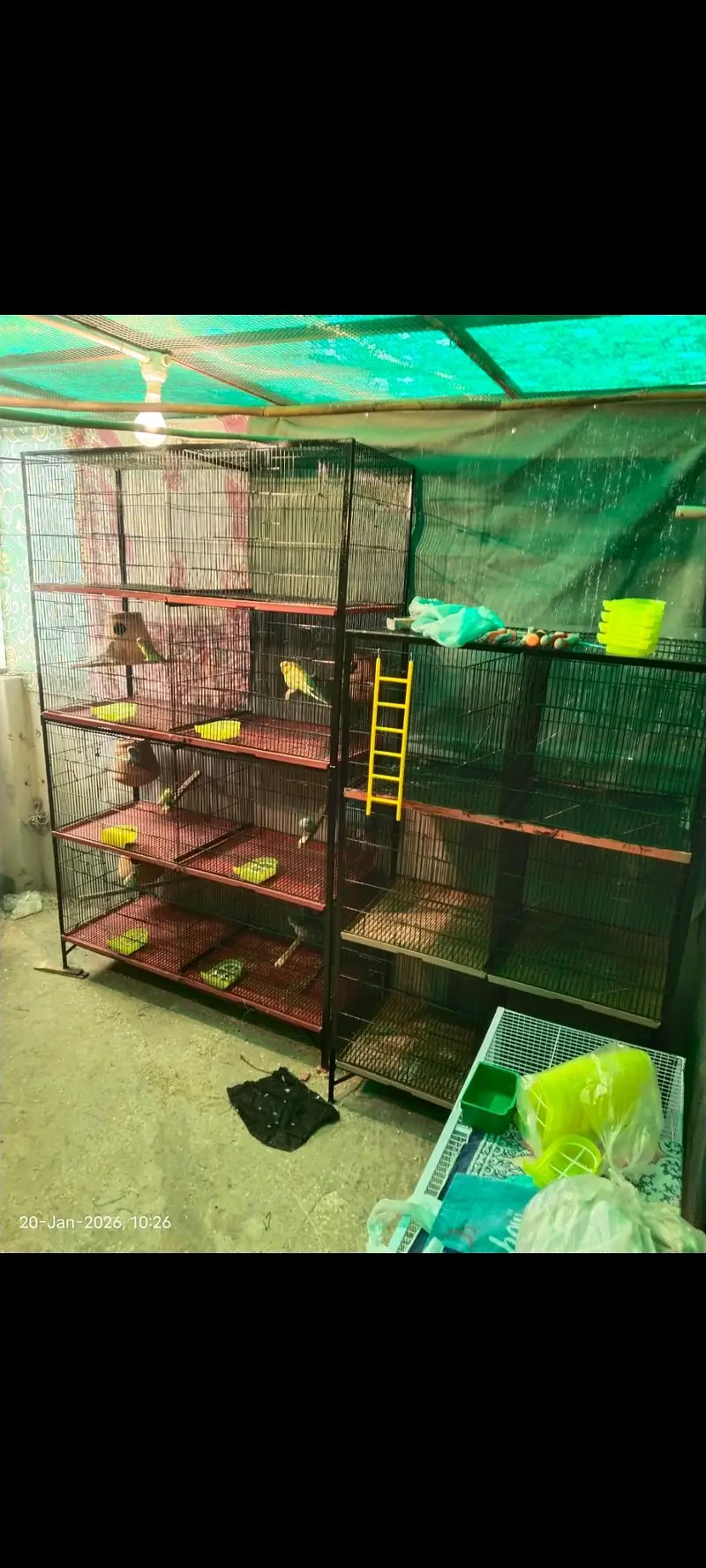cage 8 khany wala all ok 3 pic available — photo 2