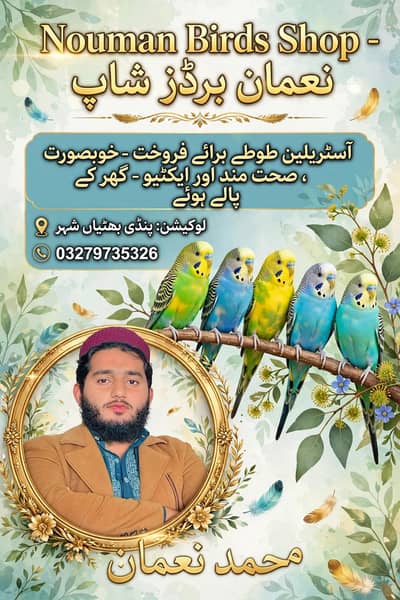 *Australian Parrots Available For Sale*