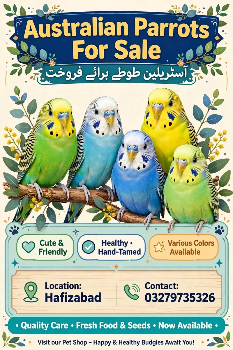 *Australian Parrots Available For Sale* — photo 2