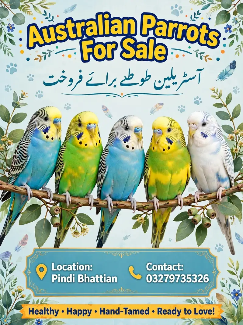 *Australian Parrots Available For Sale* — photo 3