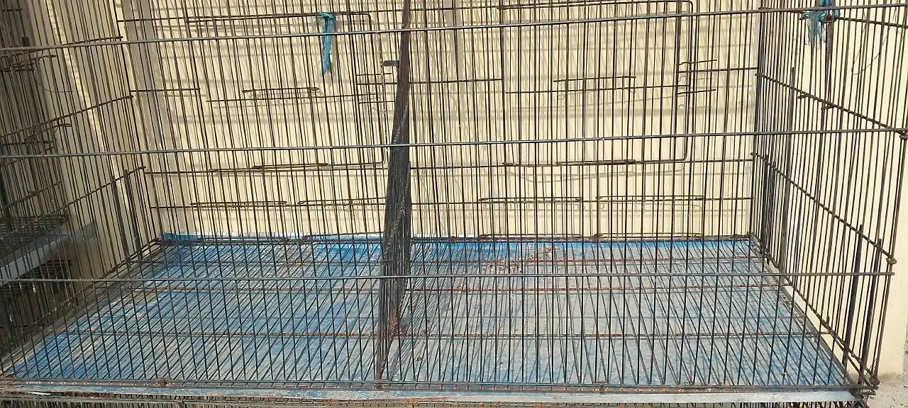 Hen cages, love bird cage — photo 2