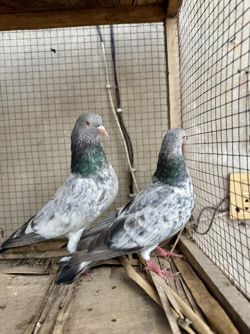 Original imam din piegon — photo 2