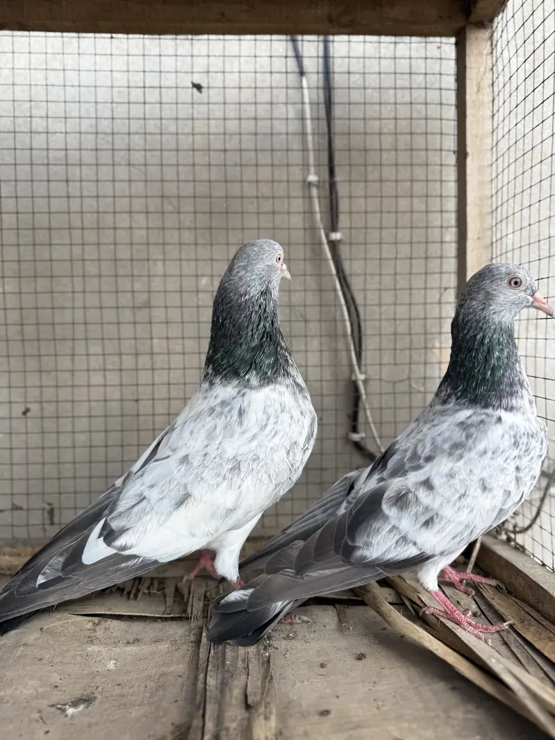 Original imam din piegon — photo 3