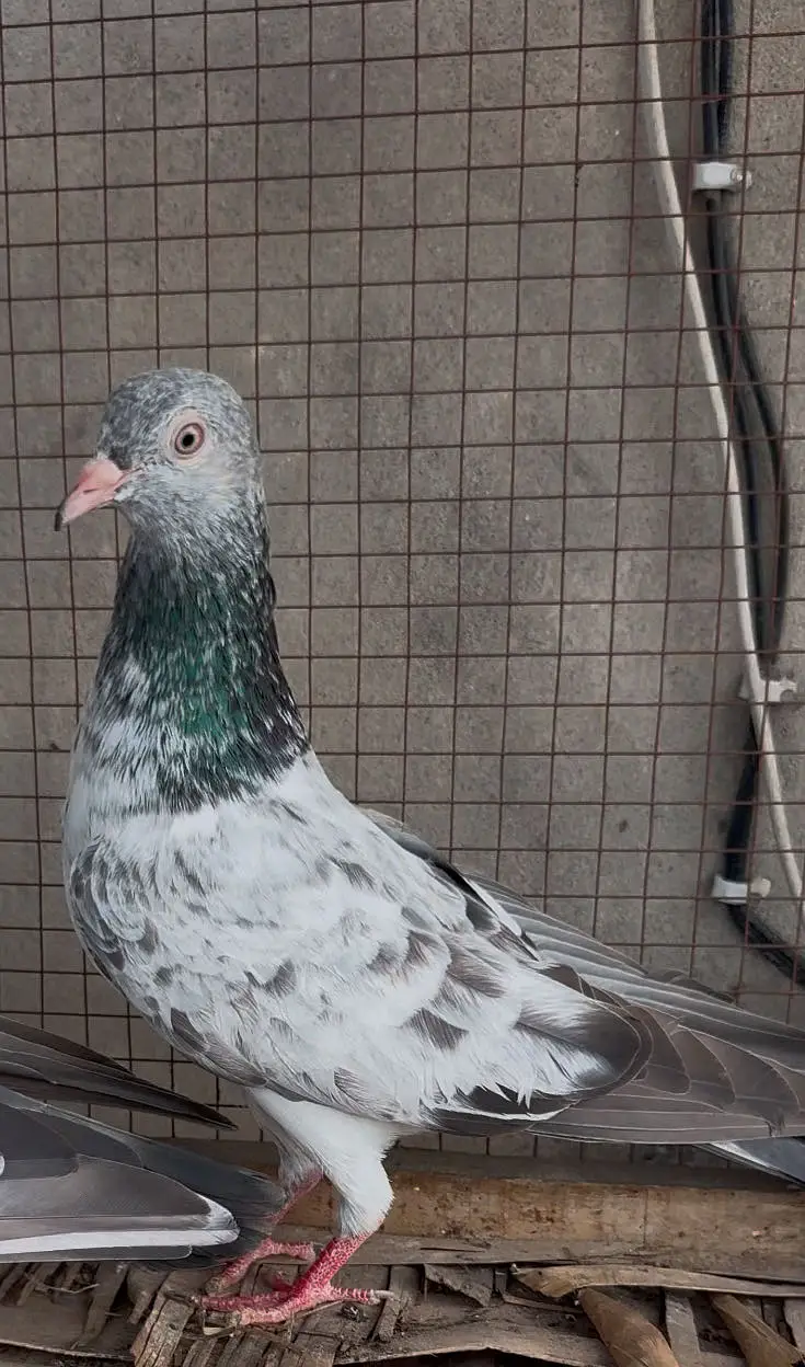 Original imam din piegon — photo 4