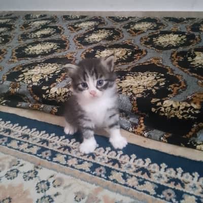 4 cats