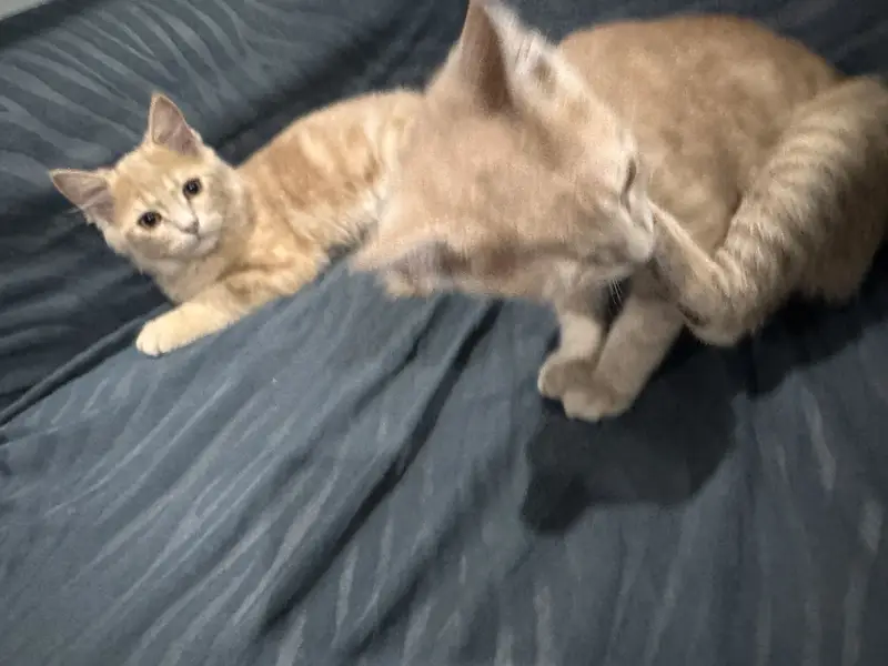 Persian cats pair one is double coated and other single — photo 3