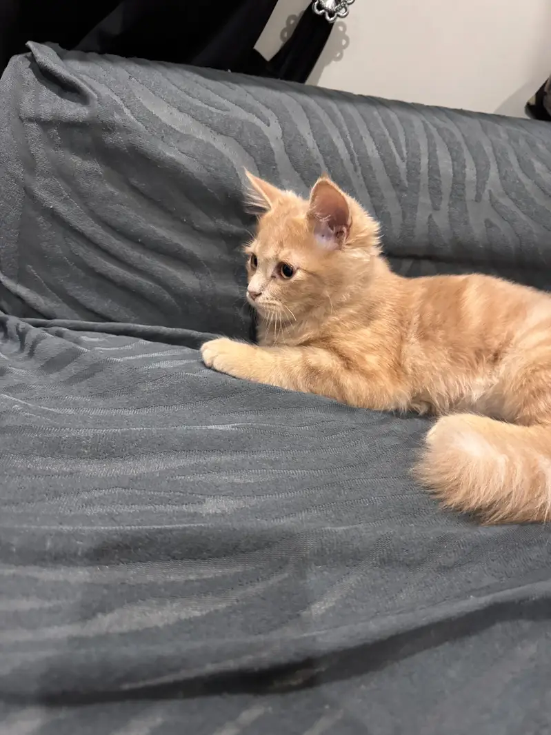 Persian cats pair one is double coated and other single — photo 8