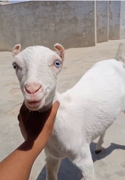 Full gulabi white eyes Teddy female.