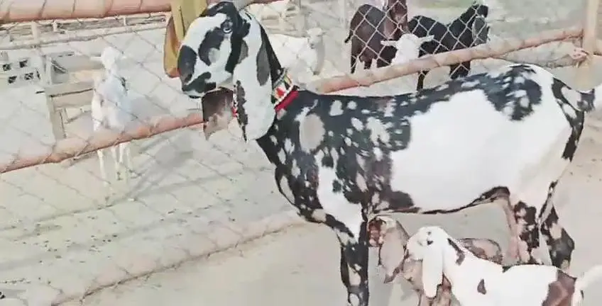 2 bacchon wali bakri for sale call""