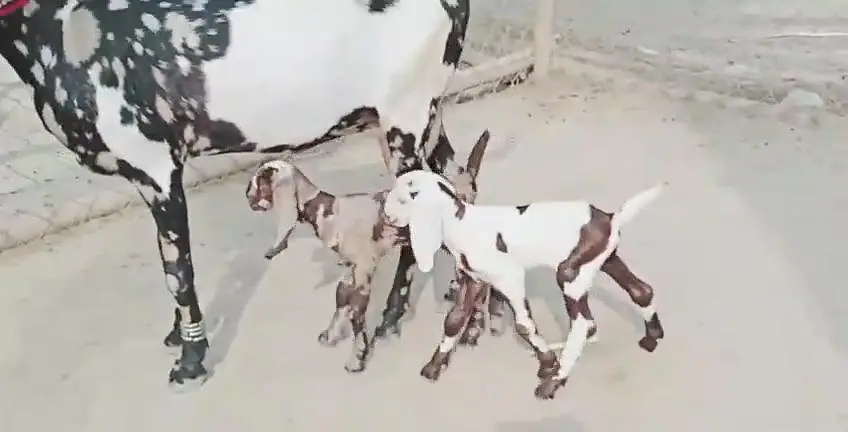 2 bacchon wali bakri for sale call"" — photo 4