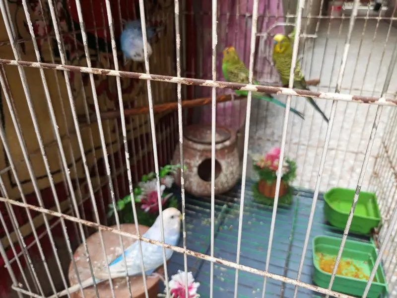 2  pair parots — photo 2