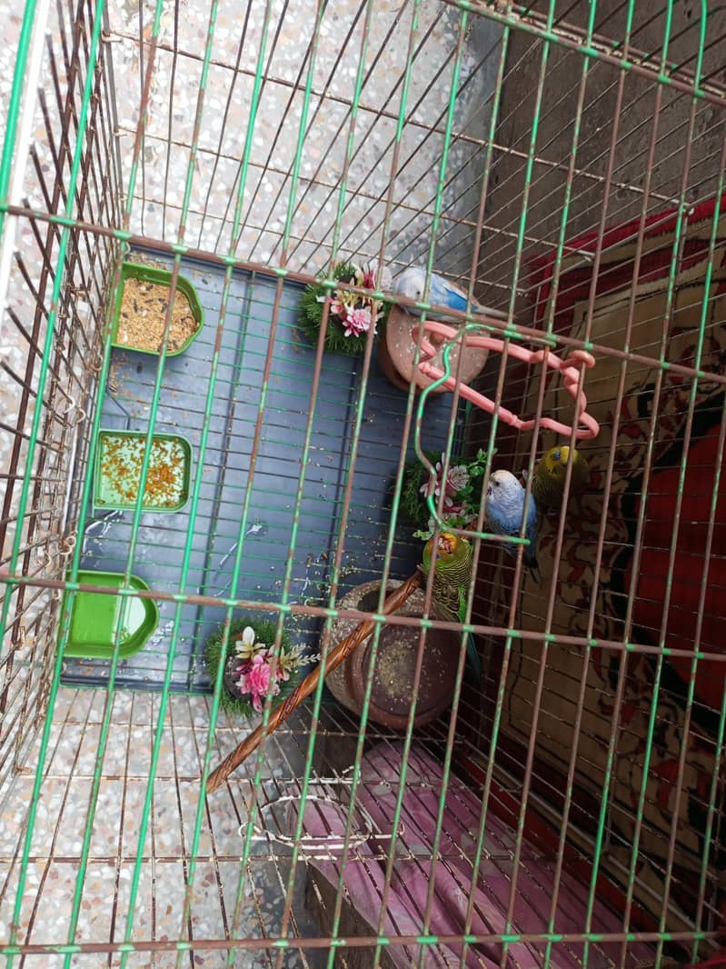 2  pair parots 2