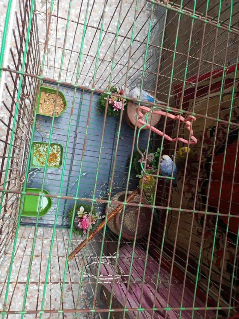 2  pair parots — photo 3