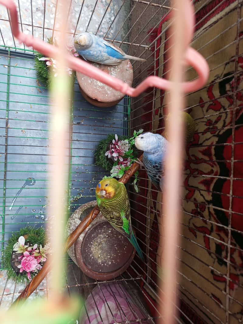 2  pair parots 3